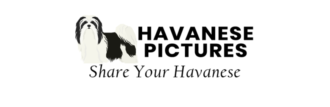 Havanese Pictures