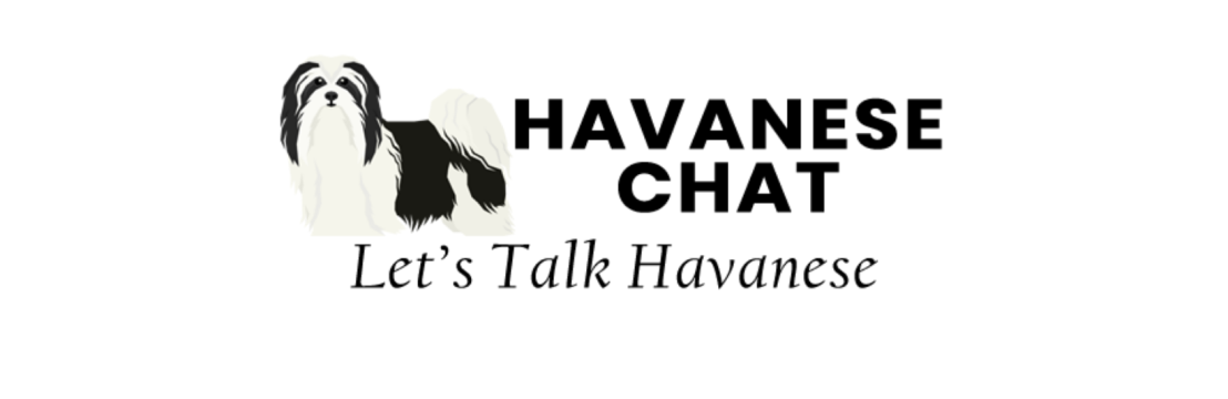 Havanese Chat