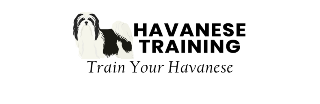 Havanese Training