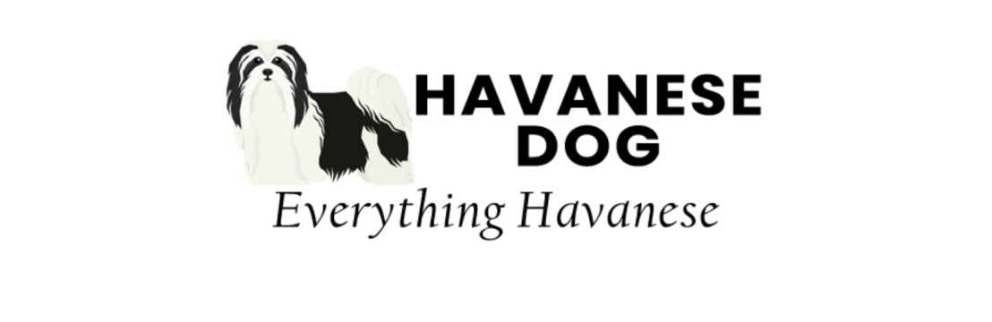 Havanese Dog