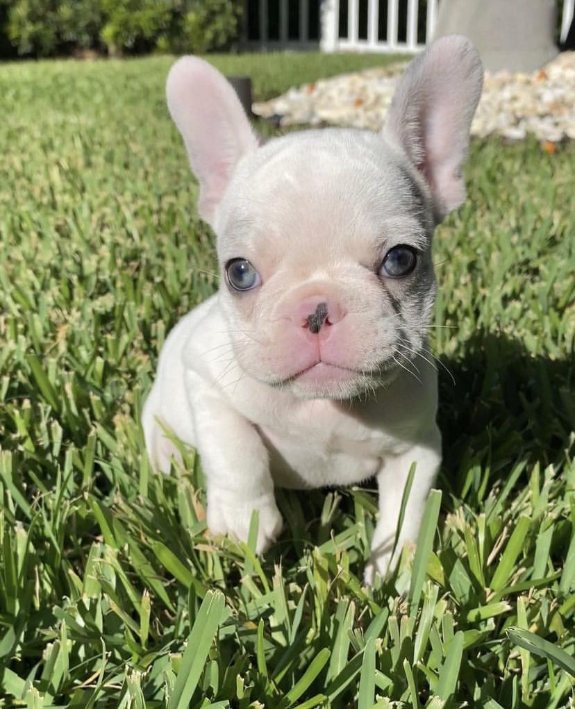 french bulldog puppies for sale 